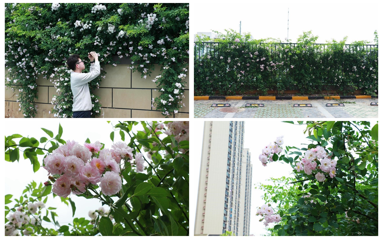 ����Ǿޱ��ǽ�������� �ڲ���רҵ�������Ϊ�����Ŵ��조��ס��֪�㡱���˾�����