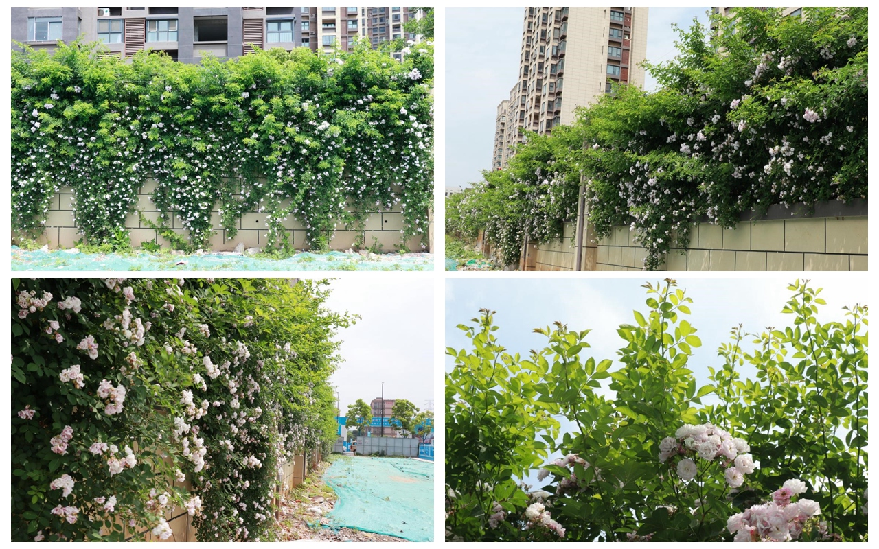 ����Ǿޱ��ǽ�������� �ڲ���רҵ�������Ϊ�����Ŵ��조��ס��֪�㡱���˾�����